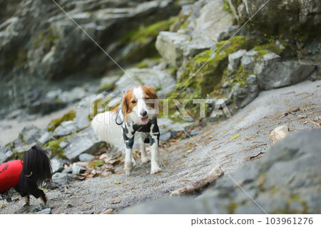 Kooikerhondje happily walks along the rocky road with a smile 103961276