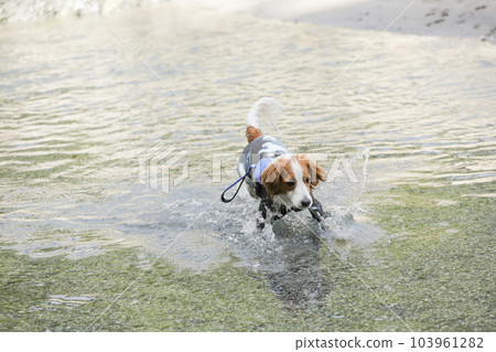 A dog wearing a rash guard plays in the river 103961282