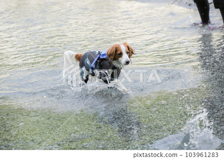 A dog wearing a rash guard plays in the river A dog wearing a rash guard plays in the river 103961283