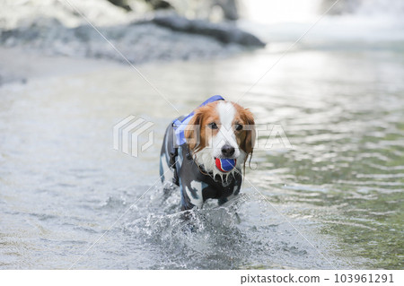 一隻穿著皮疹衛衣的狗在河裡打球 103961291
