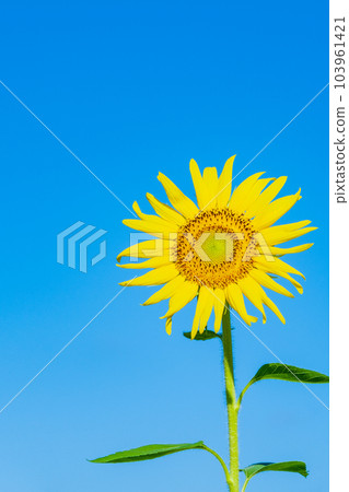 向日葵 103961421