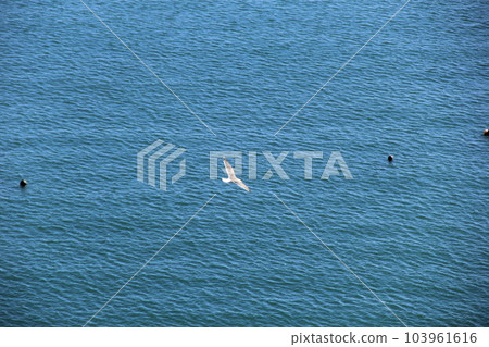 Black-tailed gull (Umineko) / Gliding above the calm sea surface Black-tailed gull (Umineko) / Gliding above the calm sea surface 103961616