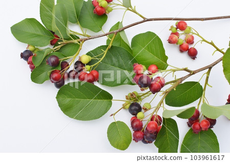 六月莓分支與水果 六月莓分支與水果 103961617