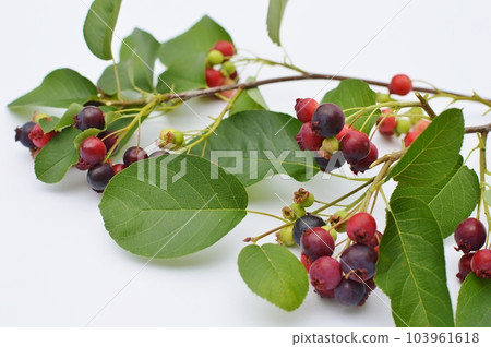 Juneberry branch with fruits Juneberry branch with fruits 103961618