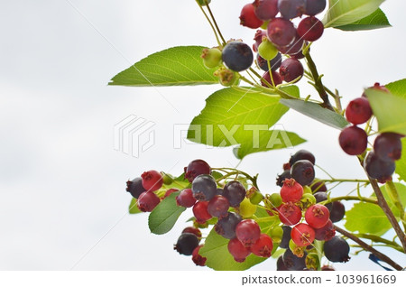 Juneberry branch with fruit and cloudy sky 103961669