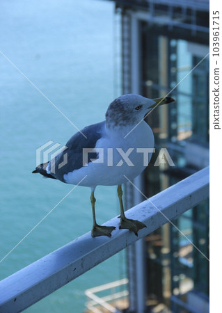 Black-tailed gull (sea cat) / riding on a railing Black-tailed gull (sea cat) / riding on a railing 103961715