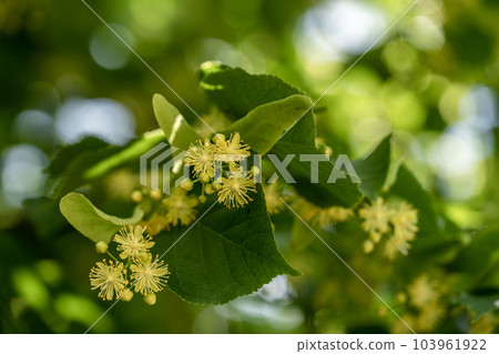 可愛的菩提樹花 103961922