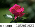玫瑰最美的季節 103961923