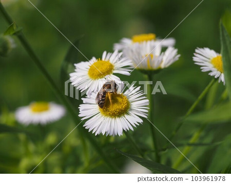 Deutzia 棲息在一朵蓬花上四處飄動 Deutzia 棲息在一朵蓬花上四處飄動 103961978