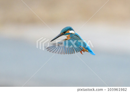 flying blue kingfisher flying blue kingfisher 103961982