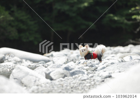 Chihuahua 穿著 Rass Guard 遠遠地看著你 103962014