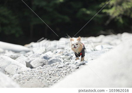 A cream-colored Chihuahua running on a gravel road with a smile 103962016