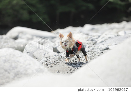 A cream-colored Chihuahua running on a gravel road with a smile 103962017