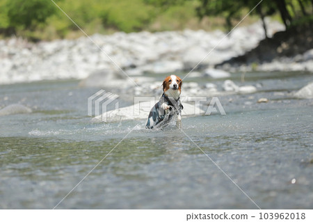 A dog playing happily in the river 103962018