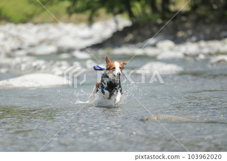 A dog running with a smile while splashing in a shallow river 103962020