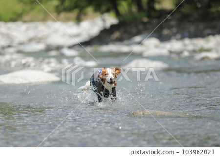 A dog running with a smile while splashing in a shallow river 103962021