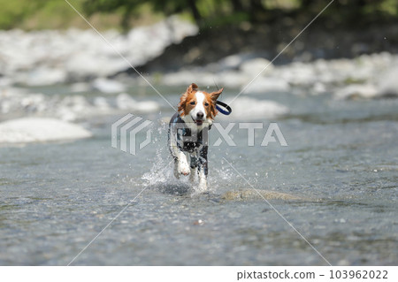 A dog running with a smile while splashing in a shallow river 103962022