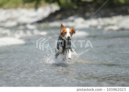 A dog running with a smile while splashing in a shallow river 103962023