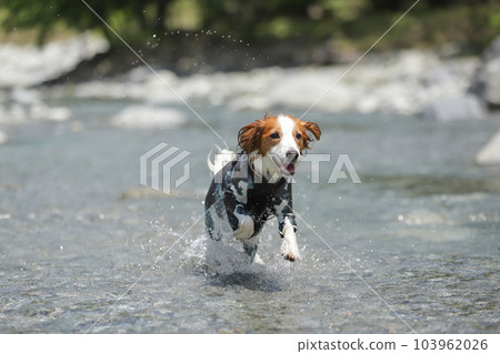 A dog playing happily in the river 103962026