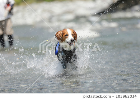 一隻狗在淺河中嬉戲時微笑著奔跑 103962034