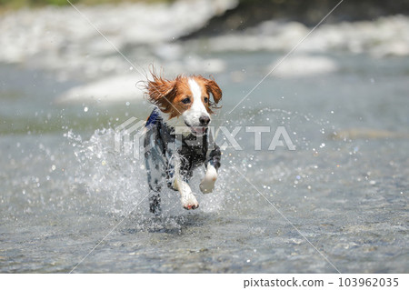 一隻狗在淺河中嬉戲時微笑著奔跑 103962035