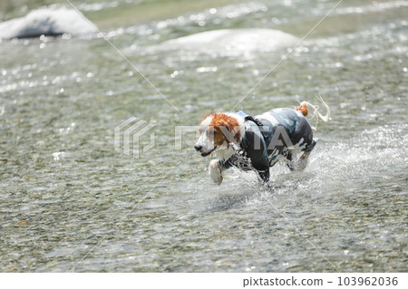 A dog playing happily in the river A dog playing happily in the river 103962036