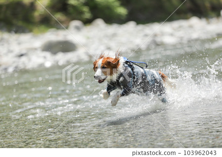 一隻狗在淺河中嬉戲時微笑著奔跑 103962043