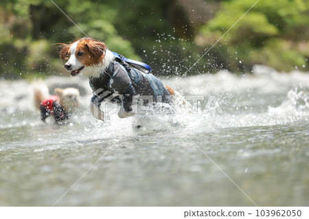 Kooikerhondiye splashing and playing 103962050