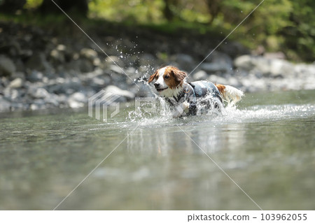 A dog playing happily in the river 103962055