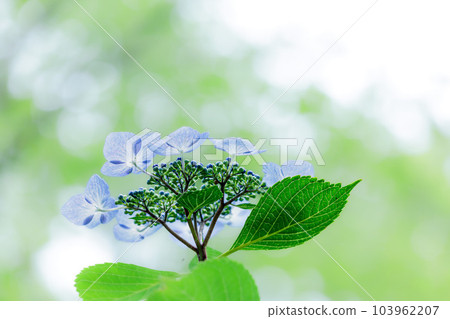 雨季天空中盛開的繡球花 103962207