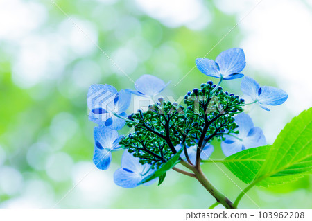 雨季天空中盛開的繡球花 雨季天空中盛開的繡球花 103962208