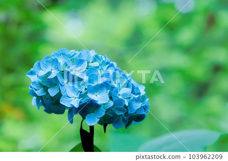 雨季天空中盛開的繡球花 雨季天空中盛開的繡球花 103962209