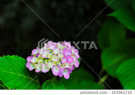 雨季天空中盛開的繡球花 雨季天空中盛開的繡球花 103962210