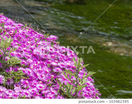 在水邊盛開的美麗松葉菊 在水邊盛開的美麗松葉菊 103962395
