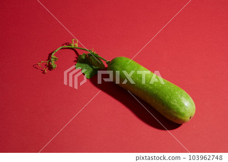 A winter melon isolated on red background. Copy space for text adding. Winter melon (Benincasa hispida) is known to repair damaged tissues and soothes sunburned skin 103962748