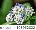 可愛的繡球花，夢桂 103962822