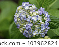 可愛的烏茲繡球花 103962824