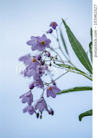 柔軟的柳柳 103962827