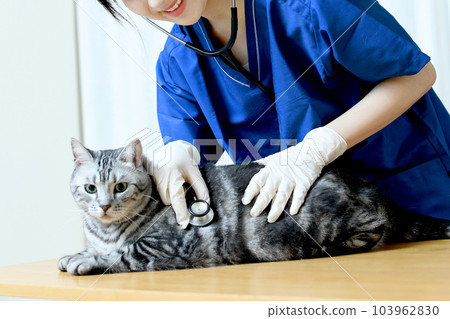 A female veterinarian who treats cats (animals and pets) A female veterinarian who treats cats (animals and pets) 103962830
