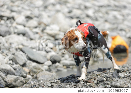 Kooikerhondje 從河裡被淋濕 Kooikerhondje 從河裡被淋濕 103963037