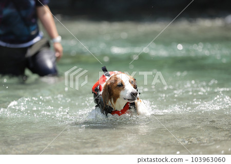 Kooikerhondje 穿著救生衣在河裡游泳 Kooikerhondje 穿著救生衣在河裡游泳 103963060