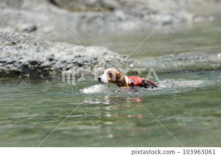 Kooikerhondje 穿著救生衣在河裡游泳 Kooikerhondje 穿著救生衣在河裡游泳 103963061