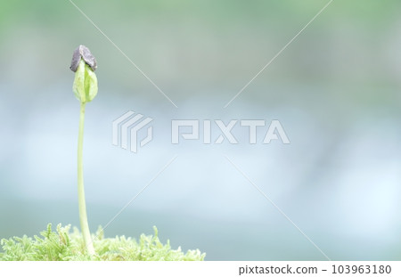 柿子發芽去籽 103963180