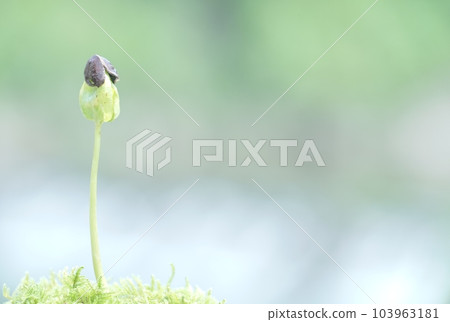 Persimmon sprouting and removing seeds Persimmon sprouting and removing seeds 103963181