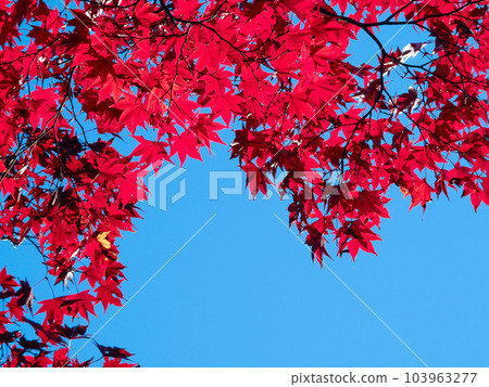 深色的楓樹和藍天 103963277