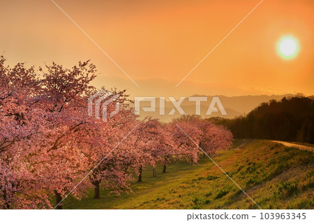埼玉縣坂戶市北淺葉櫻堤公園 一排排早開的紅櫻和夕陽西下的夕陽 埼玉縣坂戶市北淺葉櫻堤公園 一排排早開的紅櫻和夕陽西下的夕陽 103963345