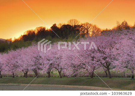 埼玉縣坂戶市北淺葉櫻堤公園 一排排早開的紅櫻和落日的天空 103963629