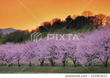 Kita-Asaba Sakurazutsumi Park, Sakado City, Saitama Prefecture Row of early-blooming Angyo Kanzakura trees and sunset sky 103963631