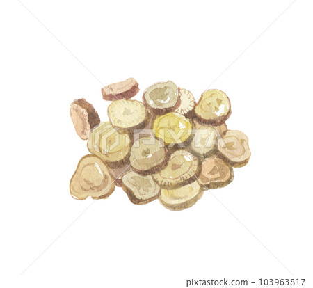 Licorice root and licorice root drawn by watercolor Licorice root and licorice root drawn by watercolor 103963817