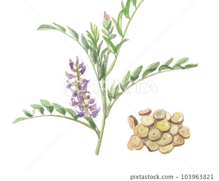 Licorice and licorice flowers and roots painted in watercolor Licorice and licorice flowers and roots painted in watercolor 103963821